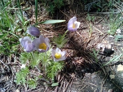 -blu-bell-sm2.jpg - 67254 Bytes